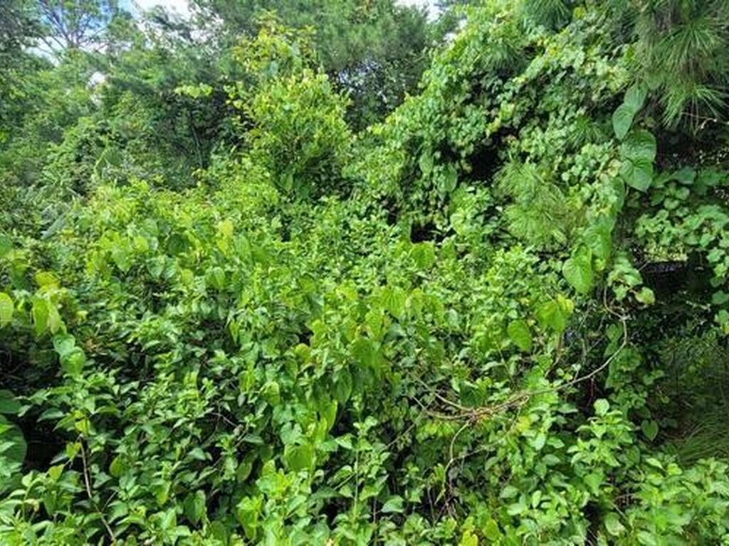 Unknown Woodland Hills Drive, Titusville, FL 32780