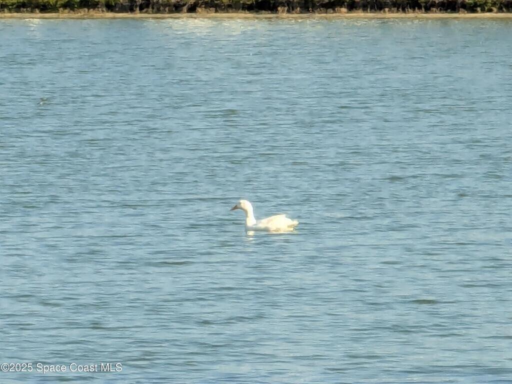 3325 Burdock Avenue, Melbourne, FL 32904