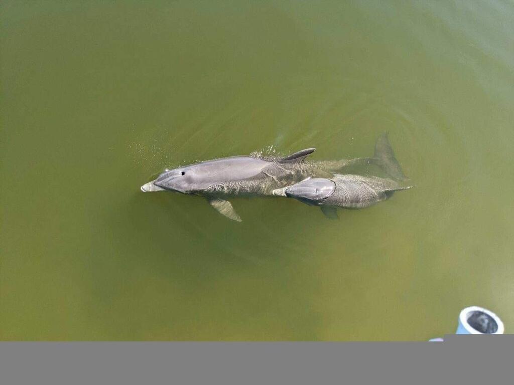 560 Paula Avenue, Merritt Island, FL 32953