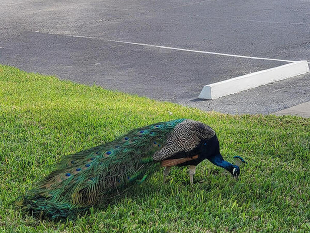 807 Mystic Dr, Cape Canaveral, FL 32920