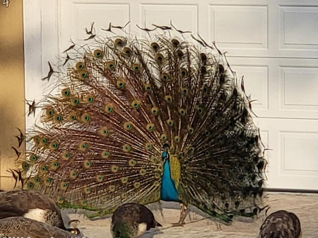 634 Seaport Boulevard, Cape Canaveral, FL 32920