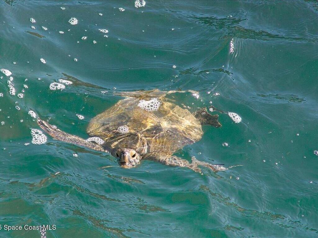 7008 Sevilla Court, Cape Canaveral, FL 32920