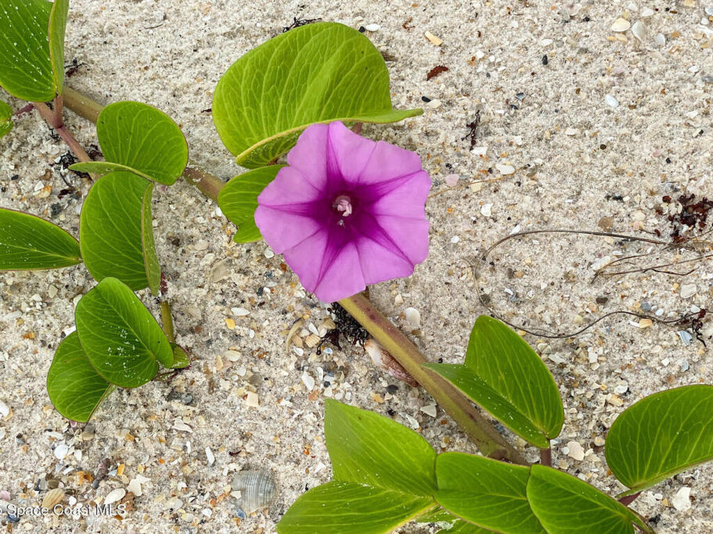 5635 Highway A1a, Melbourne Beach, FL 32951