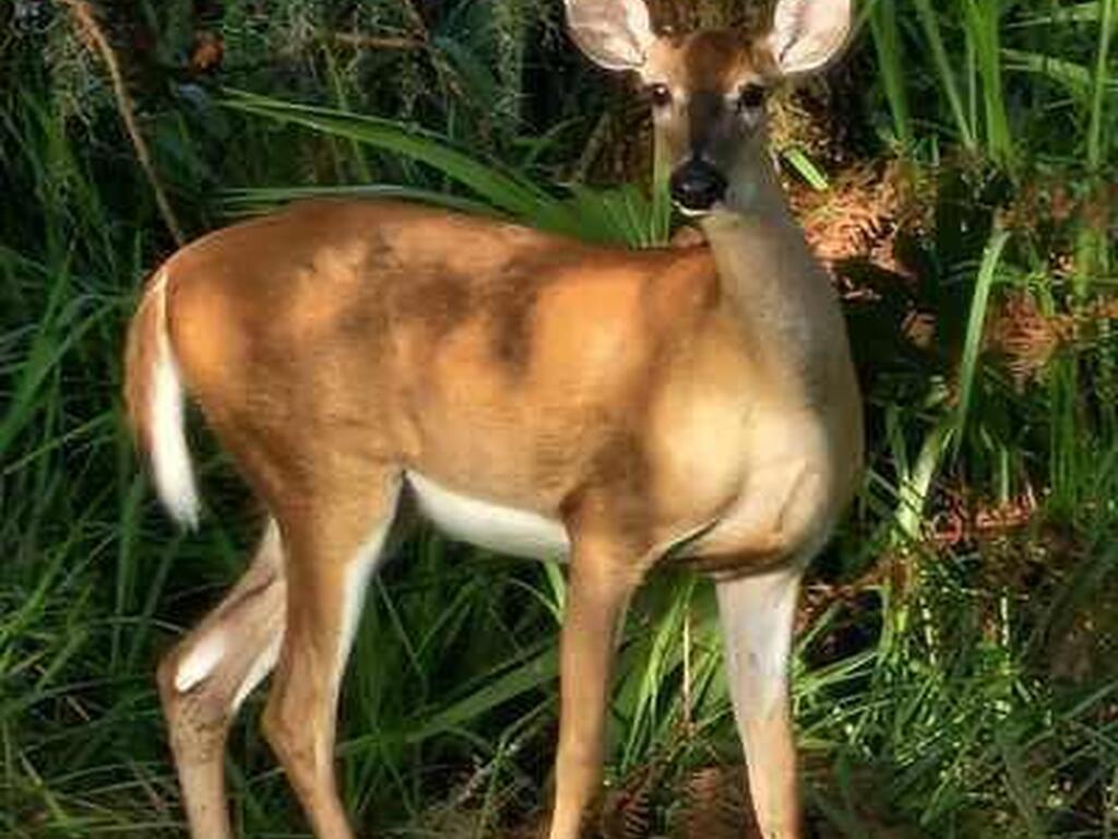 32801 Hwy 441 Lot 192, Okeechobee, FL 34972