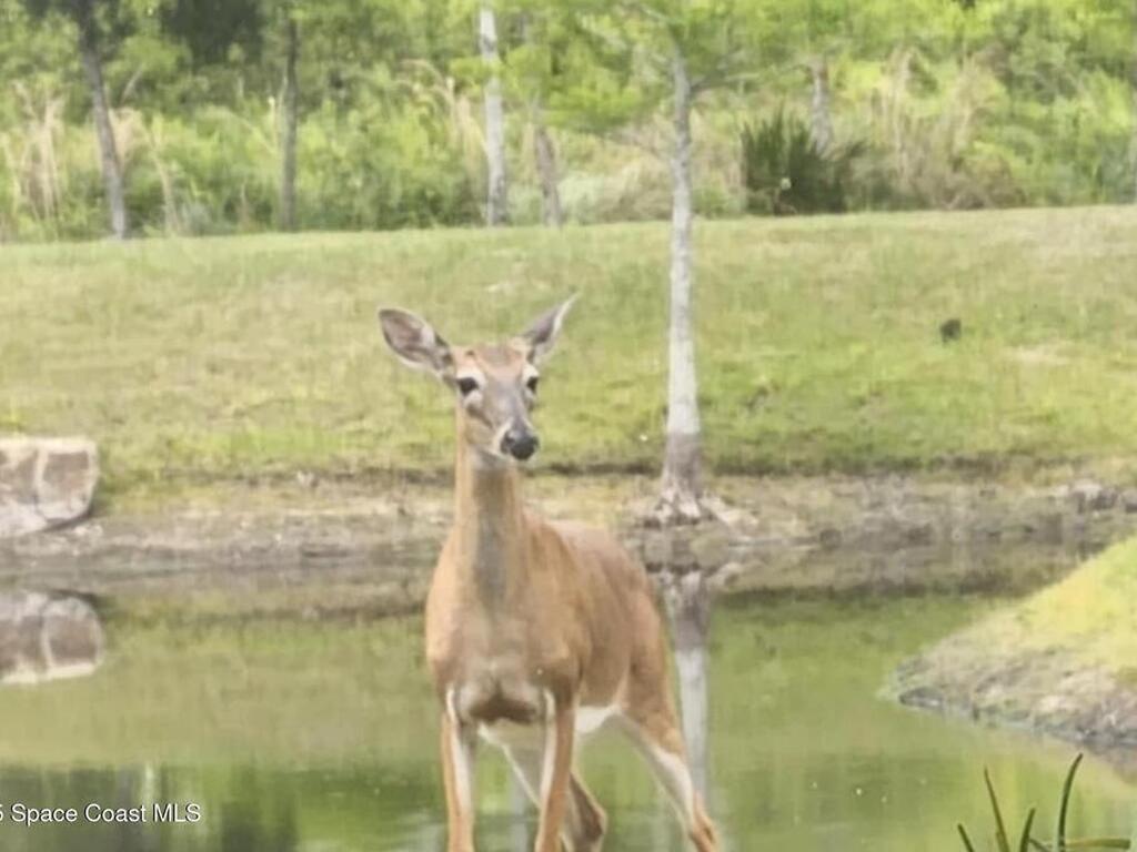 7330 Crabgrass Road, St. Cloud, FL 34773