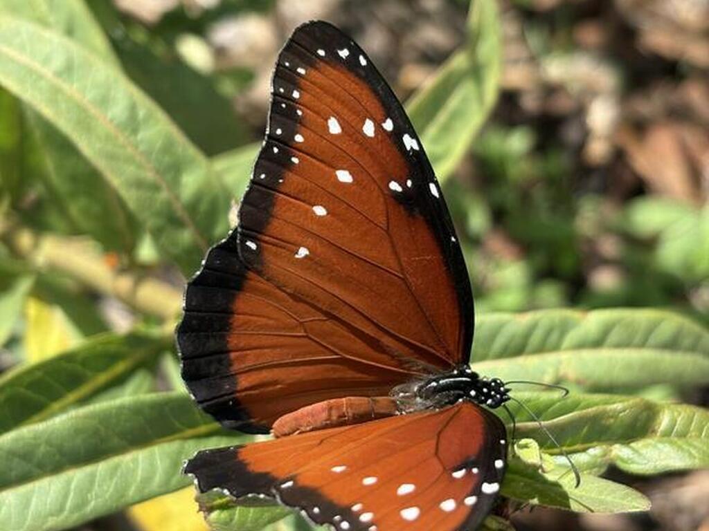 470 S Carpenter Road, Titusville, FL 32796