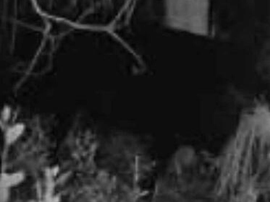 Holopaw Groves Rd, St. Cloud, FL 34771