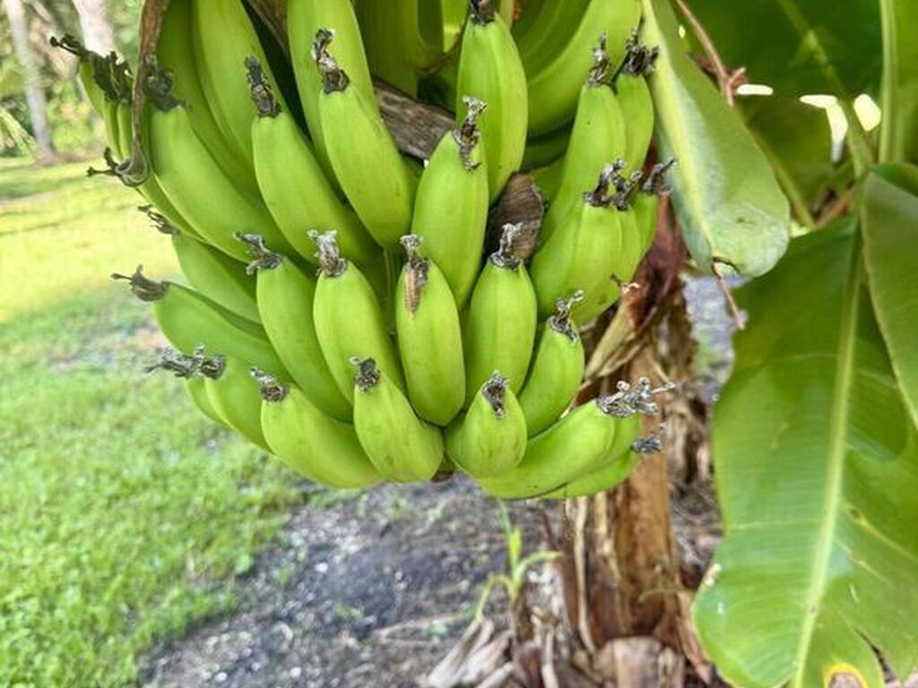 111 Seagrape Road, Melbourne Beach, FL 32951